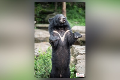 (ویدئو) مستند حیات وحش حیوانات/ راز بقا، این داستان: نبرد خرس و گاو میش