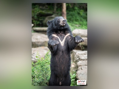 (ویدئو) مستند حیات وحش حیوانات/ راز بقا، این داستان: نبرد خرس و گاو میش