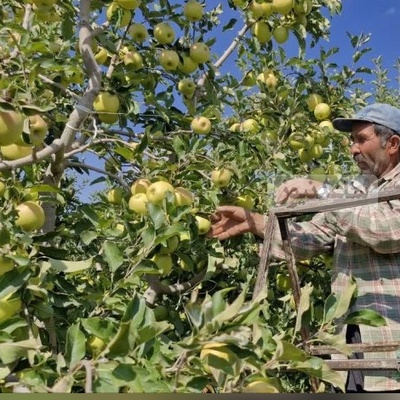ابتکار منحصربفرد باغدار باهوش برای چیدن راحت و بدون دردسر سیب از درخت که 2 میلیون لایک گرفت+ویدیو/انیشتین شمایی ما خبر نداشتیم