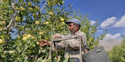 ابتکار منحصربفرد باغدار باهوش برای چیدن راحت و بدون دردسر سیب از درخت که 2 میلیون لایک گرفت+ویدیو/انیشتین شمایی ما خبر نداشتیم