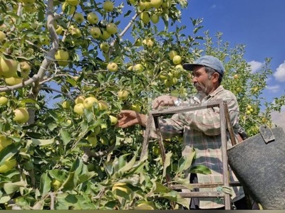 ابتکار منحصربفرد باغدار باهوش برای چیدن راحت و بدون دردسر سیب از درخت که 2 میلیون لایک گرفت+ویدیو/انیشتین شمایی ما خبر نداشتیم