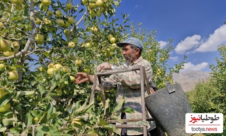 ابتکار منحصربفرد باغدار باهوش برای چیدن راحت و بدون دردسر سیب از درخت که 2 میلیون لایک گرفت+ویدیو/انیشتین شمایی ما خبر نداشتیم