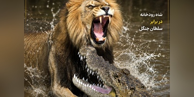 فیلم/سلاخی هیولای رودخانه؛ لحظه‌ای که شیر زنده زنده شکم تمساح را سفره می‌کند!