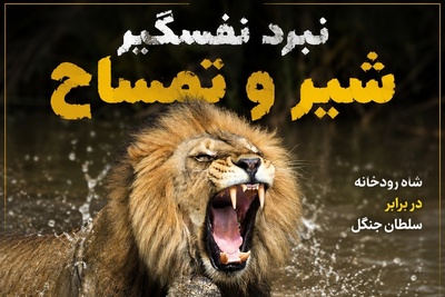 فیلم/سلاخی هیولای رودخانه؛ لحظه‌ای که شیر زنده زنده شکم تمساح را سفره می‌کند!
