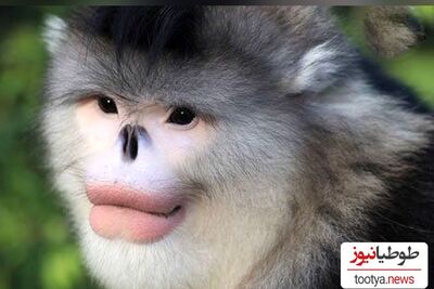 ویدئو دیده نشده از قرتی بازی باورنکردنی یک میمون برای مرتب کردن موهای سرش/ فقط جوری که از آب دهن بجای ژل مو استفاده میکنه!🤣