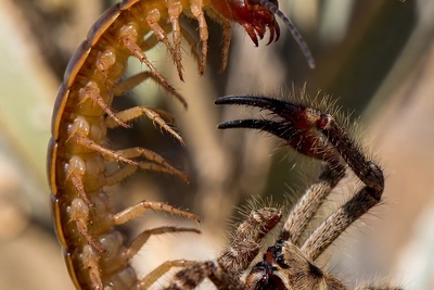 مستند حیات وحش/این داستان: نبرد هزارپا و عنکبوت شتری+فیلم