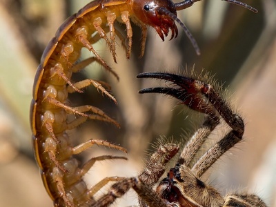 مستند حیات وحش/این داستان: نبرد هزارپا و عنکبوت شتری+فیلم