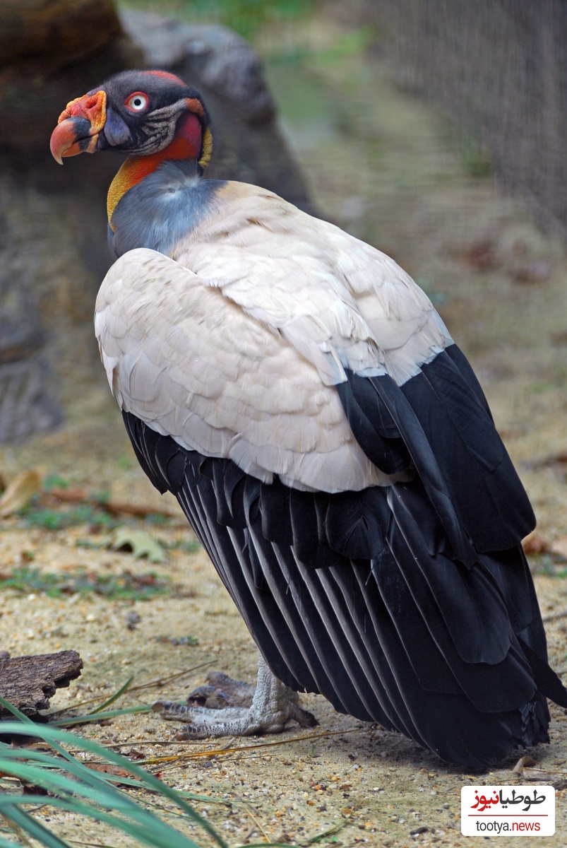 شاه کرکس (King Vulture)