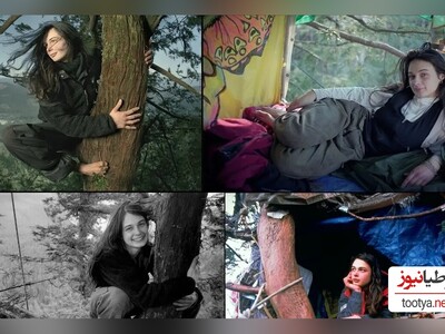 (تصویر)ماجرای دختری که 738 روز بالای درخت زندگی کرد!/ روایت داستان زندگی دوساله جولیا بر روی درخت
