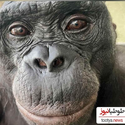 وقتی شامپانزه عکاس می‌شود؛ لحظه‌ای که دنیا را خیره کرد!/ واکنشی که اصلاً انتظارش را ندارید!