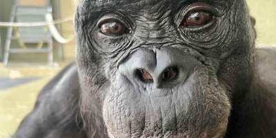 وقتی شامپانزه عکاس می‌شود؛ لحظه‌ای که دنیا را خیره کرد!/ واکنشی که اصلاً انتظارش را ندارید!