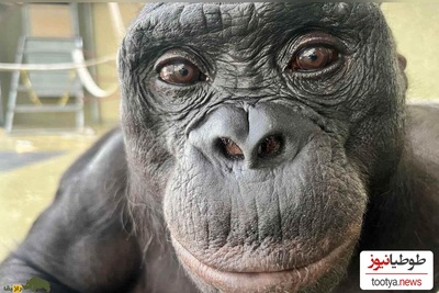 وقتی شامپانزه عکاس می‌شود؛ لحظه‌ای که دنیا را خیره کرد!/ واکنشی که اصلاً انتظارش را ندارید!