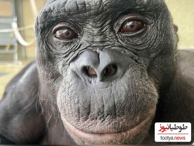 وقتی شامپانزه عکاس می‌شود؛ لحظه‌ای که دنیا را خیره کرد!/ واکنشی که اصلاً انتظارش را ندارید!