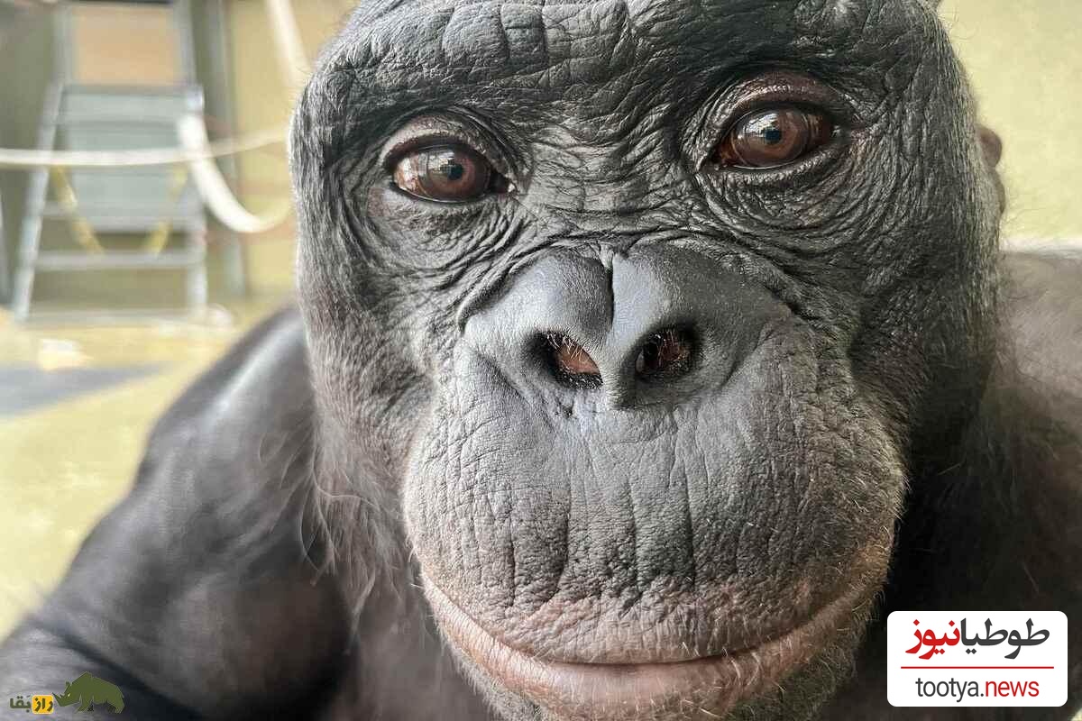 وقتی شامپانزه عکاس می‌شود؛ لحظه‌ای که دنیا را خیره کرد!/ واکنشی که اصلاً انتظارش را ندارید!