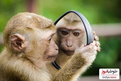 ببینید: وقتی سلطان جنگل خودش را در آینه می‌بیند!/ آیا حیوانات خودشان را می‌شناسند؟