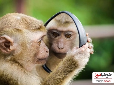 ببینید: وقتی سلطان جنگل خودش را در آینه می‌بیند!/ آیا حیوانات خودشان را می‌شناسند؟