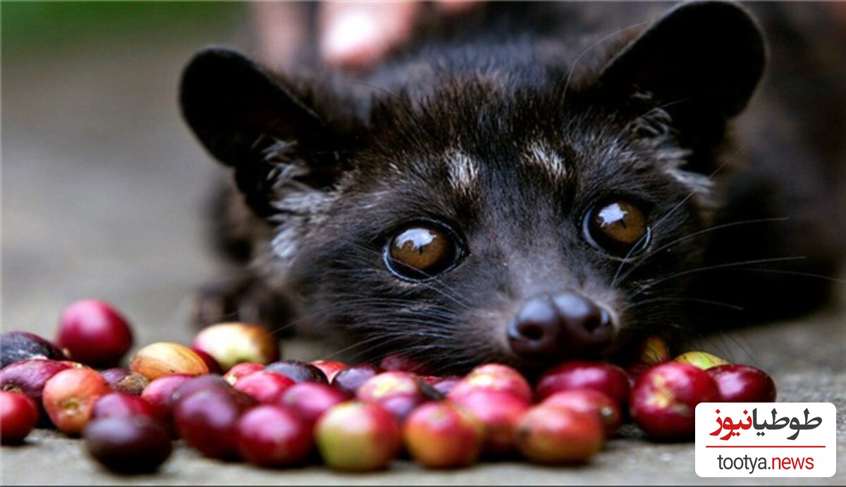 (ویدئو) بالی اندونزی، پایتخت گرون ترین قهوه دنیا از 💩💩 این گربه