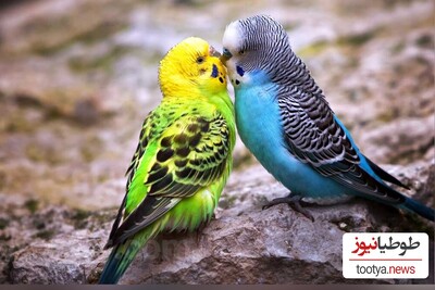 (تصاویر)رمانتیک ترین حیوانات دنیا در جنگ عشق و عاشقی نظیر ندارند!/ با این 10 حیوان عاشق پیشه آشنا شوید