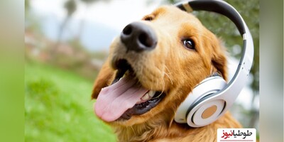 نوازندگی و خوانندگی تماشایی یک سگ هاسکی در فضای مثل بمب ترکید/ فقط اونجایی که تن صداشو تغییر میده/ دکوری های خاص این خونه نظر شمارم جلب کرد؟
