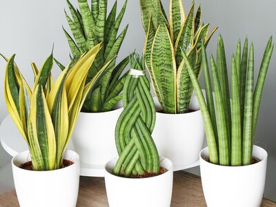 (تصاویر) این گیاهان آپارتمانی باعث خنک شدن هوای خونه میشن