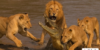 (ویدیو) مستند حیات وحش حیوانات؛ راز بقا/ نبرد طاقت‌فرسای گله شیرها با تمساح تنومند
