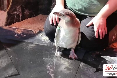 (ویدیو) اولین جلسه آموزش شنا به جوجه پنگوئن‌های بامزه هومبولت