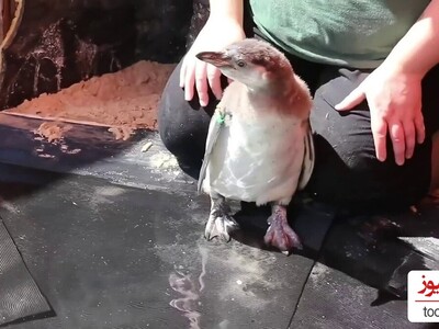 (ویدیو) اولین جلسه آموزش شنا به جوجه پنگوئن‌های بامزه هومبولت