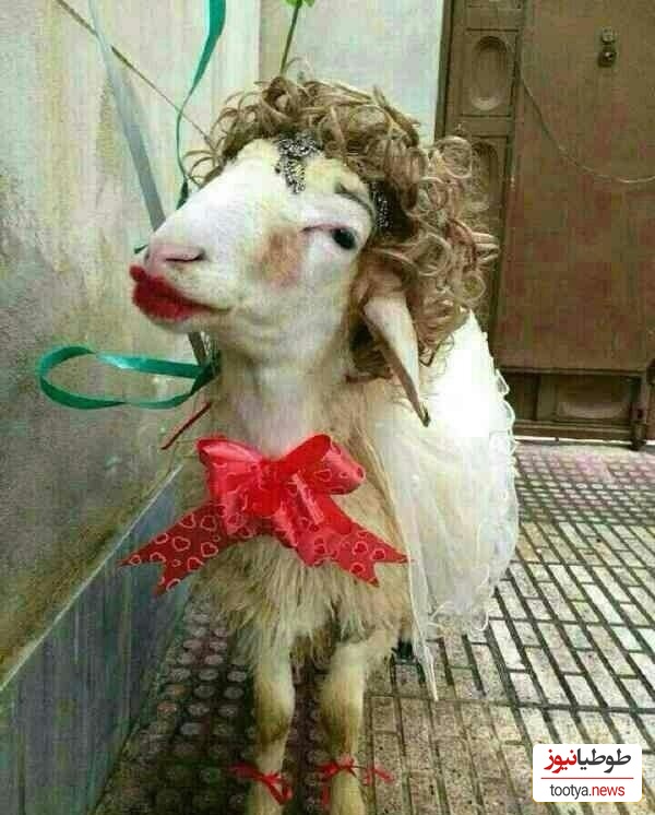 خلاقیت آشپزی "عروس تبریزی" درتزئین کله پاچه برای مادرشوهر مرزهای آشپزی رو یه تنه گلبارون کرد/ 1000 آفرین به این ذهن پر از ایده و خلاق🤣