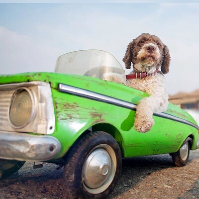 فرمان در دست حیوانات؛ 5 راننده شگفت‌انگیز که شما را شوکه می‌کنند!