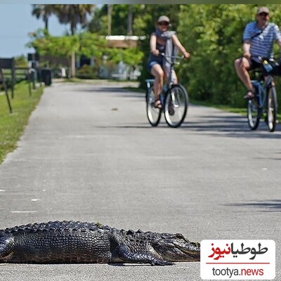 (ویدئو) یکی از عجیب ترین شغل ها در آمریکا!/ شکار زنده کروکودیل که شغل یک سری افراد در منطقه فلوریدا است!