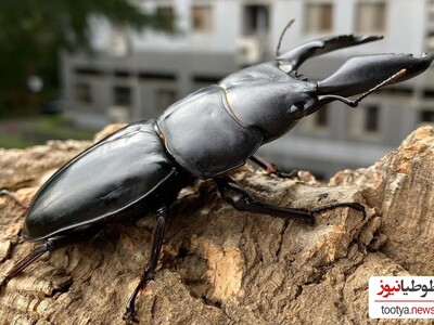 (عکس) سوسک هرکول دیده بودید؟! / غول دنیای حشرات ترس جدید برای خانم ها ساخت