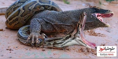 مستند حیات وحش حیوانات/ راز بقا:مبارزه‌ی نفس‌گیر اژدهای کومودو و مار زهرآگین