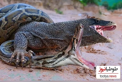 مستند حیات وحش حیوانات/ راز بقا:مبارزه‌ی نفس‌گیر اژدهای کومودو و مار زهرآگین