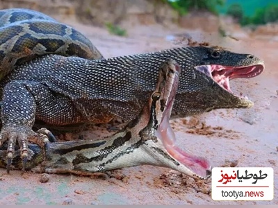 مستند حیات وحش حیوانات/ راز بقا:مبارزه‌ی نفس‌گیر اژدهای کومودو و مار زهرآگین