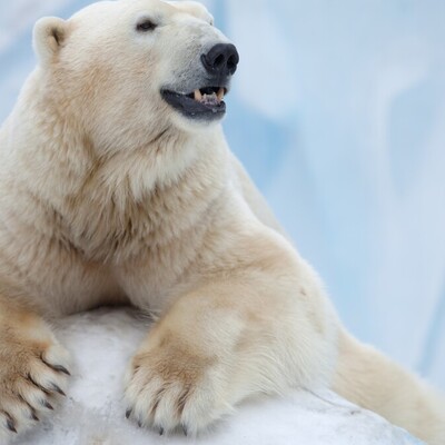 پشت پرده عکسی که جهان را تکان داد؛ چرا همه درباره این خرس قطبی حرف می‌زنند؟/ غم‌انگیزترین تختخواب دنیا