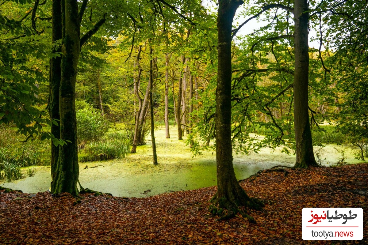  مرداب دیوک؛ ایران