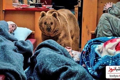 نگاهی به پشت صحنه خنده دار سکانس حمله خرس واقعی به کمپر ارسطو/ پنهان شدن عوامل سریال پایتخت در سقف ماشین +فیلم
