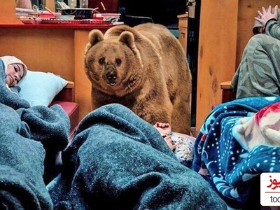 نگاهی به پشت صحنه خنده دار سکانس حمله خرس واقعی به کمپر ارسطو/ پنهان شدن عوامل سریال پایتخت در سقف ماشین +فیلم