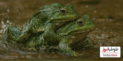 فیلم/ مستند حیات وحش حیوانات / جنگ قورباغه ها در رودخانه
