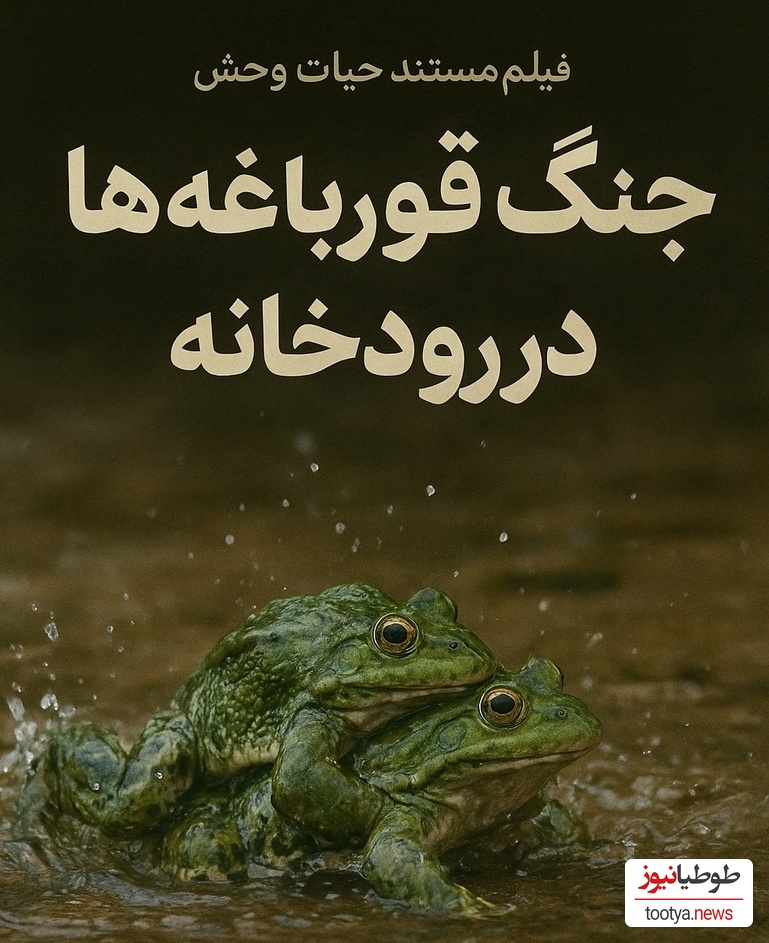 فیلم/ مستند حیات وحش حیوانات / جنگ قورباغه ها در رودخانه