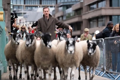 (ویدئو) ستاره هالیوود چوپان شد!؟/ فقط مردم که   با تعجب دارن فیلم و عکس میگیرن ازش!