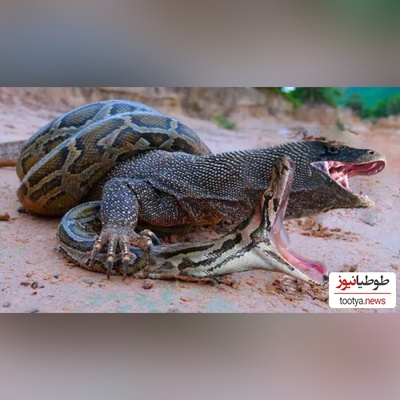 (ویدئو) مستند حیات وحش حیوانات/  نبرد نفس‌گیر شاه کبرا و اژدهای کومودوی وحشی