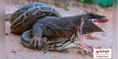 (ویدئو) مستند حیات وحش حیوانات/  نبرد نفس‌گیر شاه کبرا و اژدهای کومودوی وحشی