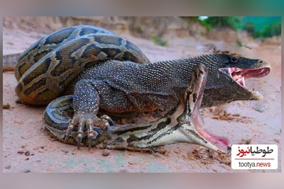 (ویدئو) مستند حیات وحش حیوانات/  نبرد نفس‌گیر شاه کبرا و اژدهای کومودوی وحشی