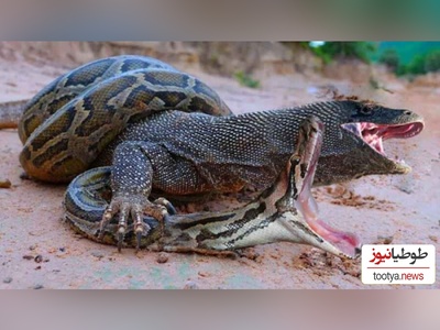 (ویدئو) مستند حیات وحش حیوانات/  نبرد نفس‌گیر شاه کبرا و اژدهای کومودوی وحشی