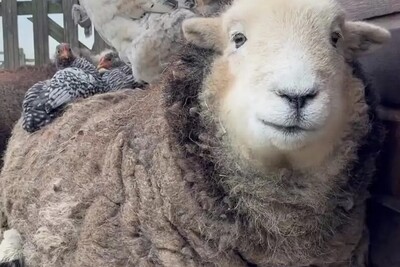 (ویدئو) دوستی جالب گوسفند و مرغ های مزرعه / بامزه ترین گوسفند دنیا