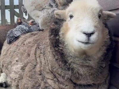 (ویدئو) دوستی جالب گوسفند و مرغ های مزرعه / بامزه ترین گوسفند دنیا