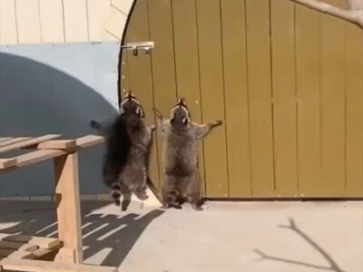 (ویدئو) تلاش خنده دار دو راکون برای باز کردن درب که در شبکه های اجتماعی پربازدید شده