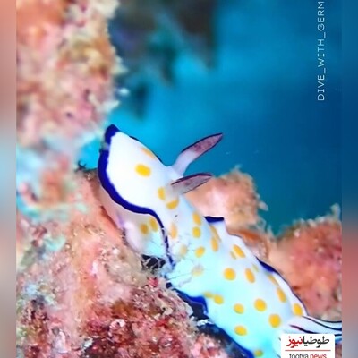 (ویدئو) زیبایی حیرت انگیز کرومودوریس یا خرگوش دریایی