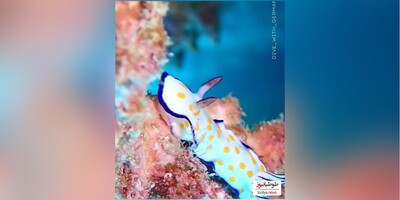 (ویدئو) زیبایی حیرت انگیز کرومودوریس یا خرگوش دریایی